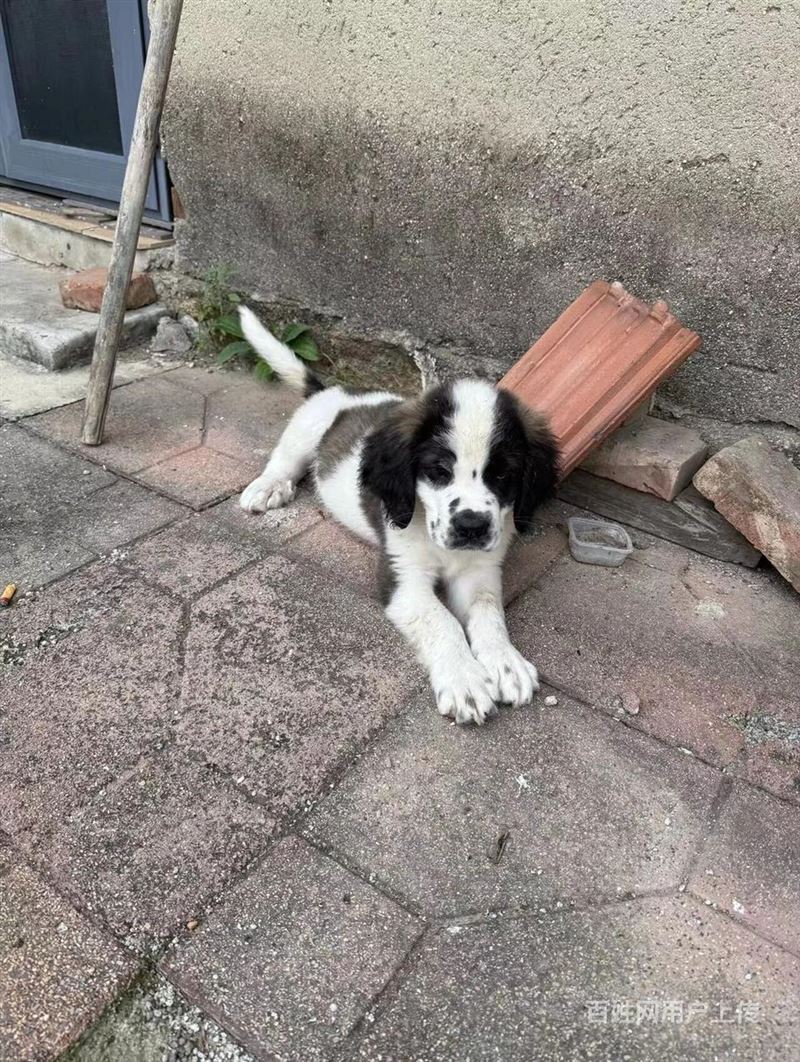 自家繁殖的纯种圣伯纳5只便宜出售​