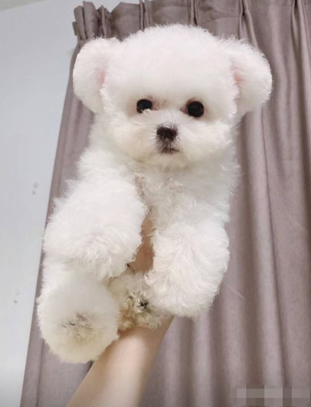 自己家繁殖的小体型的比熊宝宝找新家啦 活泼可爱聪明