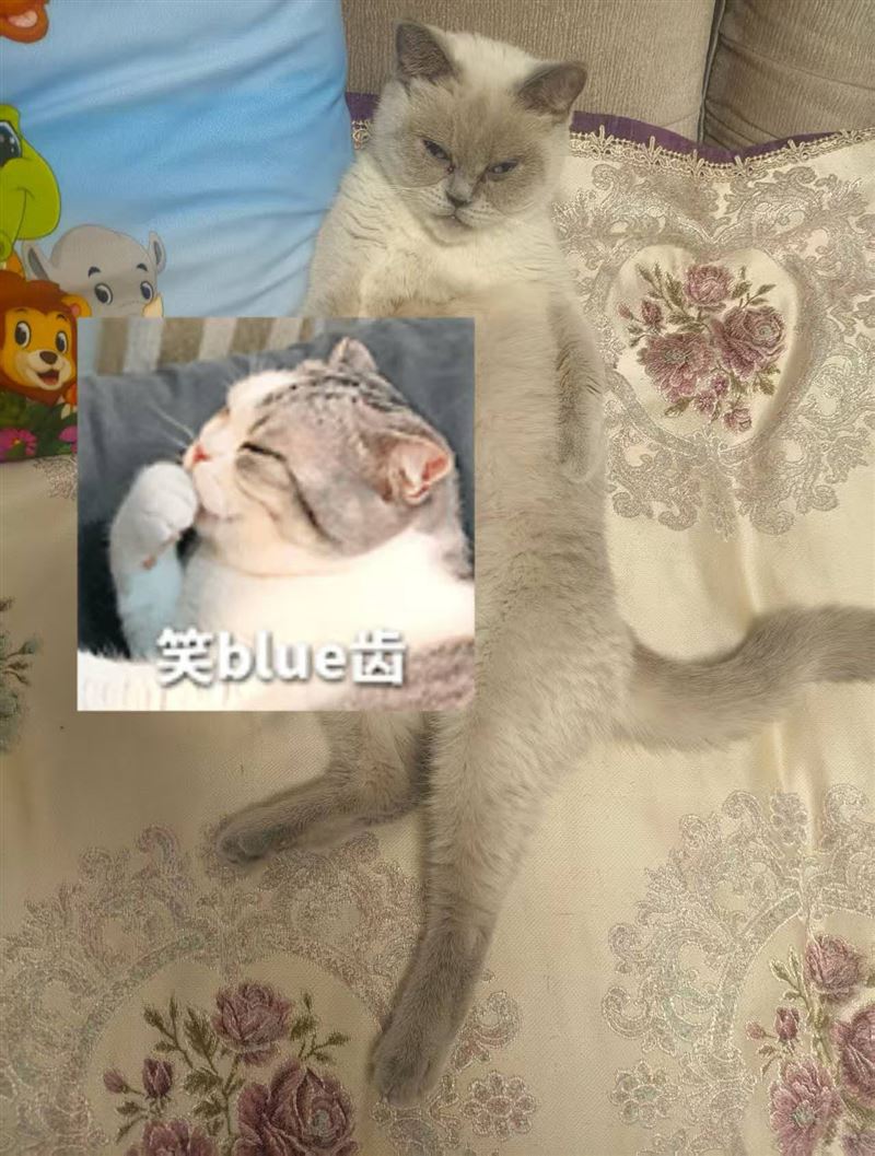 喜欢猫的联系。英短重点色