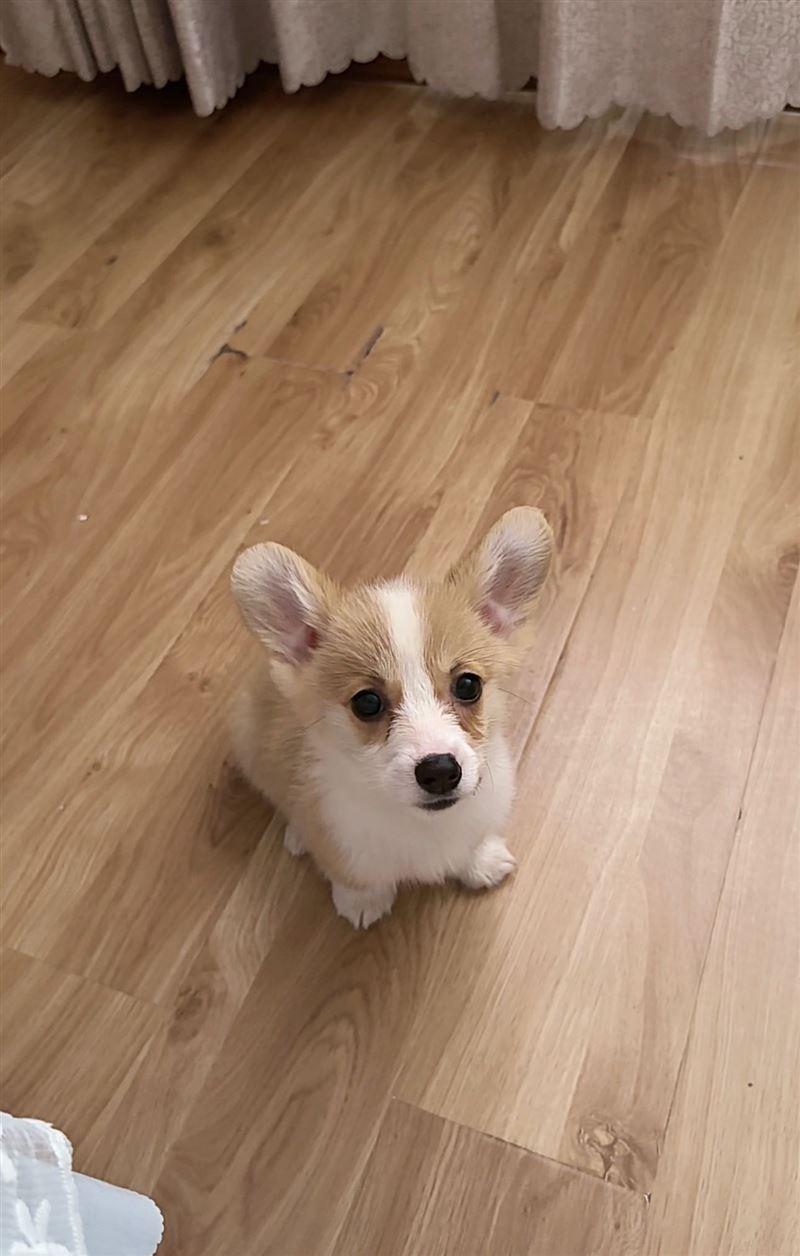 自己家下的狗仔小柯基